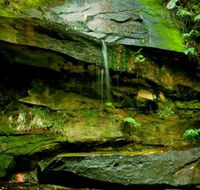 Strickland State Forest - Accommodation NSW