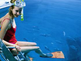 Roy Rufus Artificial Reef Dive Site - Accommodation NSW 0