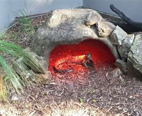 Blackbutt Reserve - Accommodation NSW 8