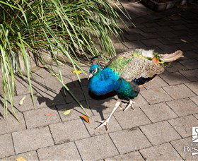 Blackbutt Reserve - Accommodation NSW 6