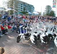 Pelican Feeding - Accommodation NSW