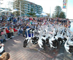 Pelican Feeding - Accommodation NSW 0