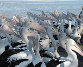 Pelican Feeding - Accommodation NSW 2