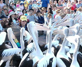 Pelican Feeding - Accommodation NSW 1