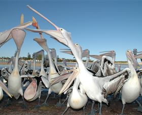 Pelican Feeding - Accommodation NSW 3