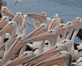 Pelican Feeding - Accommodation NSW 4