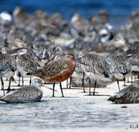 Cooloola Nature - Accommodation NSW