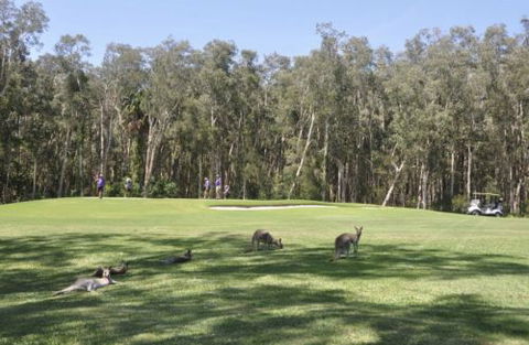 Emerald Downs Golf Course - Accommodation NSW 4