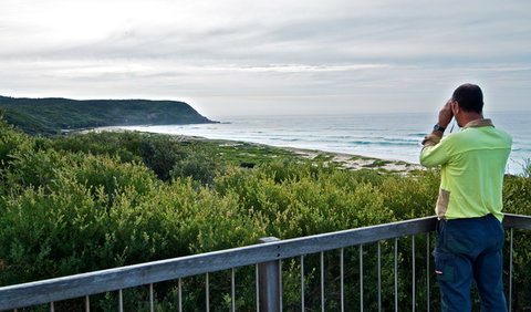 Tea Tree Picnic Area And Lookout - Accommodation NSW 2