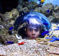 Sea Life Sunshine Coast - Accommodation NSW