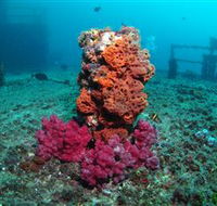 HMAS Brisbane Dive Site - Accommodation NSW