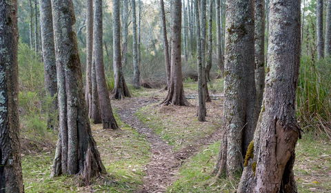 Anabranch Loop Track - Accommodation NSW 1