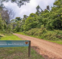 Antarctic Beech picnic area - Accommodation NSW