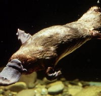 Platypus Pool - Accommodation NSW