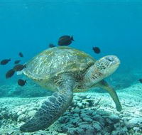 Flinders Reef Dive Site - Accommodation NSW