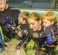 Irukandji Shark and Ray Encounters - Accommodation NSW