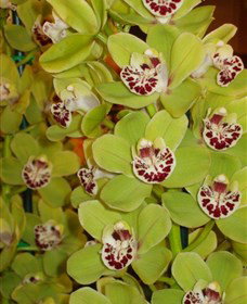Tinonee Orchid Nursery - Accommodation NSW 1