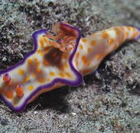 Curtain Artificial Reef Dive Site - Accommodation NSW