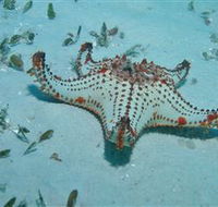 The Pines Dive Site - Accommodation NSW