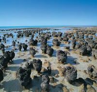 Hamelin Pool Stromatolites - Accommodation NSW