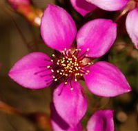 Flora - Accommodation NSW