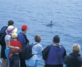 Dolphin Discovery Centre - Accommodation NSW 3