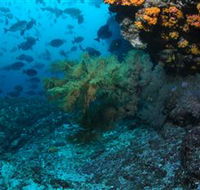 Henderson Rock Dive Site - Accommodation NSW