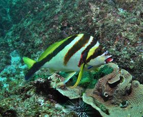 Palm Beach Reef Dive Site - Accommodation NSW 0
