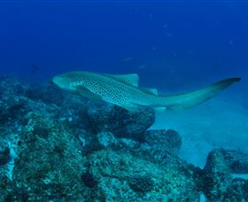 Palm Beach Reef Dive Site - Accommodation NSW 1