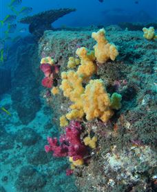 Shag Rock Dive Site - Accommodation NSW 0