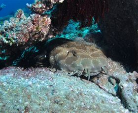 Shag Rock Dive Site - Accommodation NSW 3
