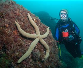 Cook Island Dive Site - Accommodation NSW 0