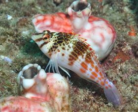 Cook Island Dive Site - Accommodation NSW 3