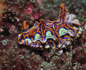 Cook Island Dive Site - Accommodation NSW 1