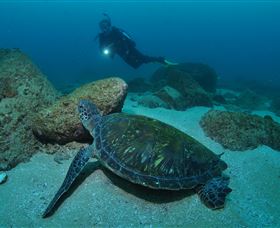 Cook Island Dive Site - Accommodation NSW 2