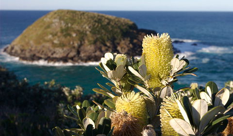 Green Island Walking Track - Accommodation NSW 0