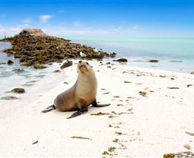 Abrolhos Islands - Accommodation NSW 2