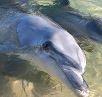 Dolphins of Monkey Mia - Accommodation NSW