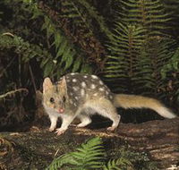 Tarkine Forest Reserve - Accommodation NSW