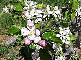 Avro Park Orchards - Accommodation NSW 0