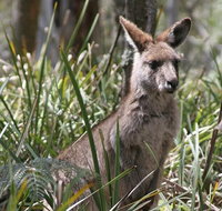 Blue Mountains Guides - Accommodation NSW