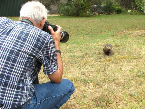 Echidna Walkabout Nature Tours - Accommodation NSW 7