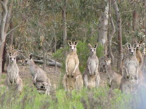 Echidna Walkabout Nature Tours - Accommodation NSW 17