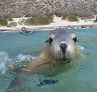 Calypso Star Charters - Accommodation NSW