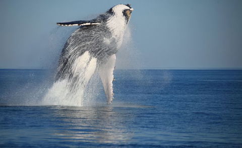 Absolute Ocean Charters - Accommodation NSW 12
