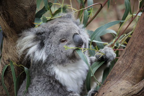 Oceania Tours And Safaris - Accommodation NSW 3
