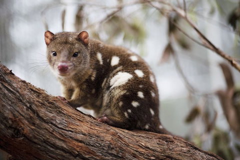 Oceania Tours And Safaris - Accommodation NSW 26