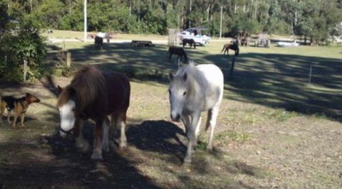 AAA Horse Riding & More - Accommodation NSW 2