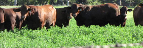 Quirindi Grain And Produce - Accommodation NSW 3