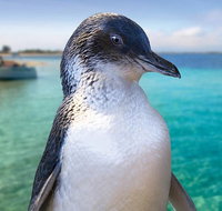 Full-Day Penguin Island  Fremantle Town - Accommodation NSW